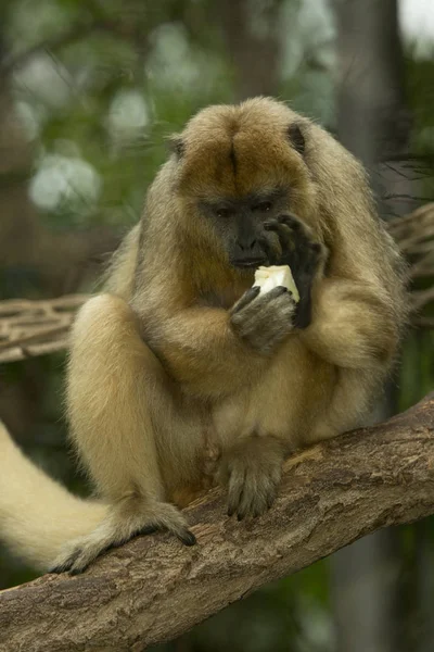 Black-brulaap (Alouatta caraya). — Stockfoto