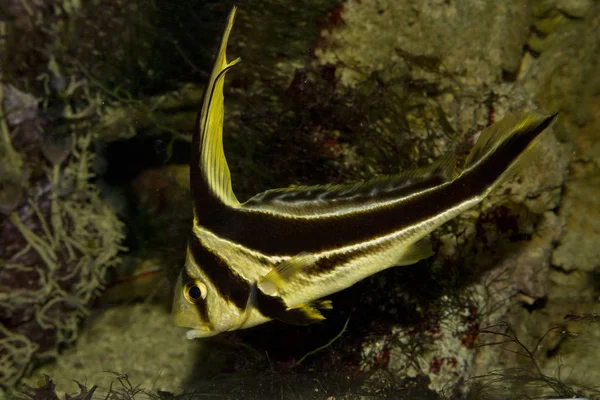 Jackknifefish (Equetus lanceolatus). — Stock Photo, Image