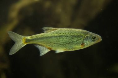  Schneider, spirlin, bleak, riffle Minnow (Alburnoides bipunctatus).