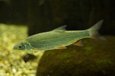  ASP (Aspius aspius).
