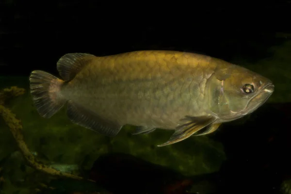 Aruanã, o língua-óssea-asiático, aruanã dourado, peixe-dragão dourado (Scleropages formosus). — Fotografia de Stock