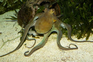 ortak ahtapot (octopus vulgaris). 