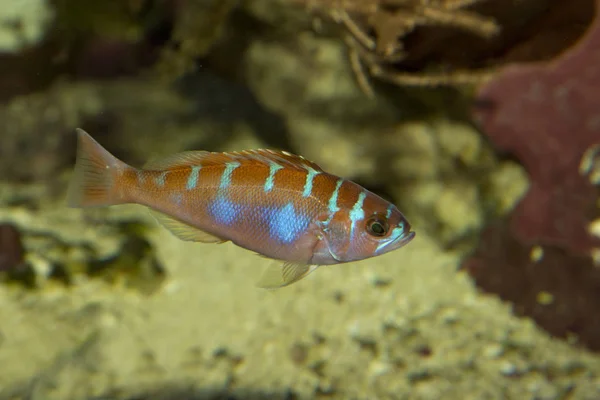 Tebeşir bas (Serranus tortugarum).