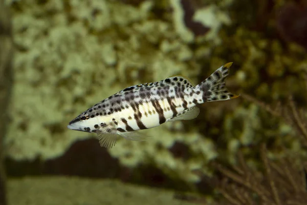 Harlequin bass (Serranus tigrinus). — Stock Photo, Image