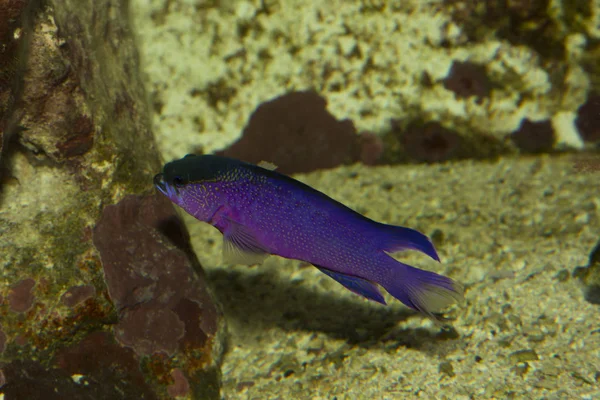 Basslet kapturka (Gramma melacara). — Zdjęcie stockowe