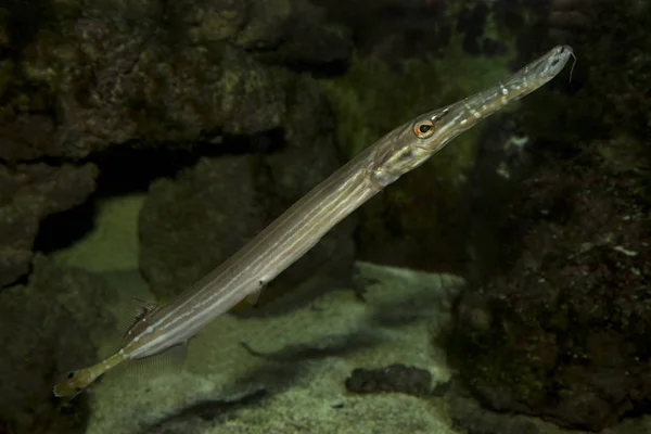 Trompeta china (Aulostomus chinensis ). —  Fotos de Stock