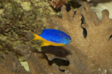 Masmavi ederler (Chrysiptera hemicyanea). 