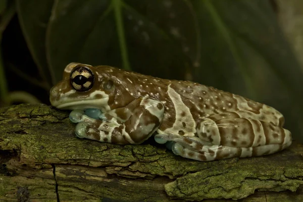 Amazon milk frog (Trachycephalus resinifictrix). — Stock Photo, Image