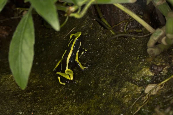 Dreistreifiger Pfeilgiftfrosch, Dreistreifengiftfrosch (ameerega trivittata)). — Stockfoto