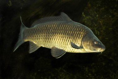 Sazan balığı veya Avrupa sazan balığı (Cyprinus carpio).
