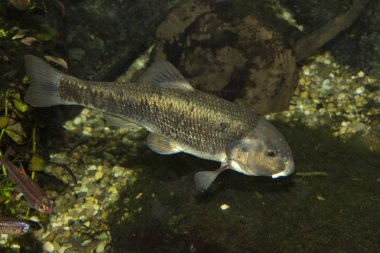  Merkezi stoneroller (Campostoma anomalum).