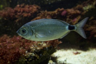 Eyerlenmiş çupra (Oblada melanura).