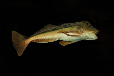 Tub gurnard, Trigla lucerna (Chelidonichthys lucerna).