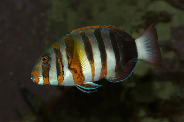 Harlequin tuskfish (Choerodon fasciatus). — Stock Photo, Image