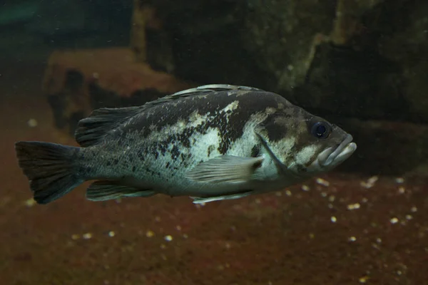 Peixes-de-rocha-de-cobre (Sebastes caurinus ). — Fotografia de Stock