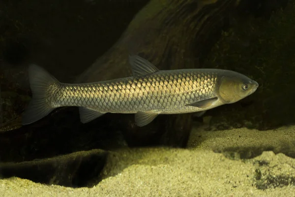 Gräskarp (Ctenopharyngodon idella). — Stockfoto