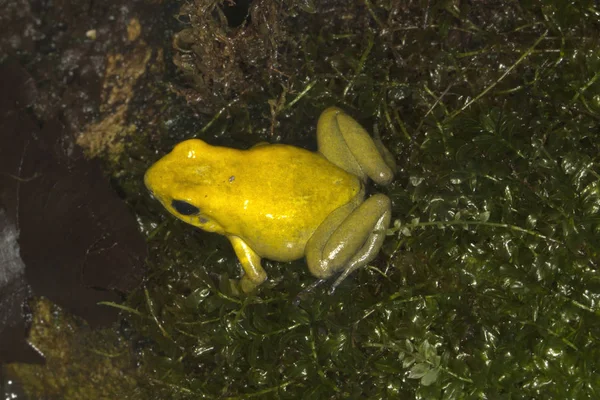 Liściołaz żółty (Phyllobates terribilis). — Zdjęcie stockowe