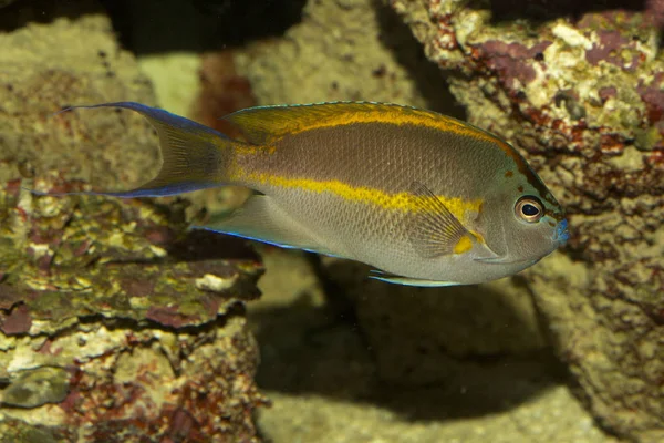 Pesce angelo Bellus, pesce angelo ornato (Genicanthus bellus), maschio . — Foto Stock