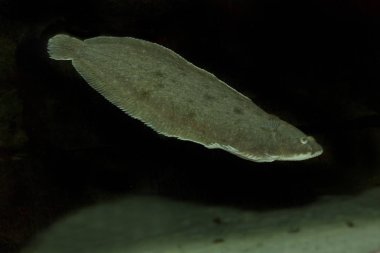 Ortak sole, Dover sole, sole (Solea solea siyah). 