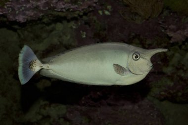 Unicornfish (Naso brevirostris).