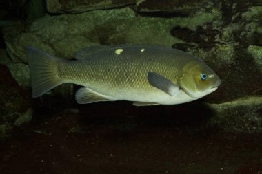 Opaleye, dümen balığı (Girella nigricanları).