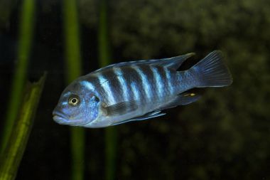 Zebra mbuna (maylandia zebra).