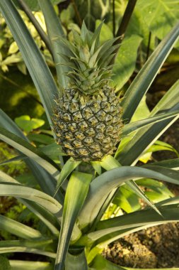 Ananas (Ananas komoz).