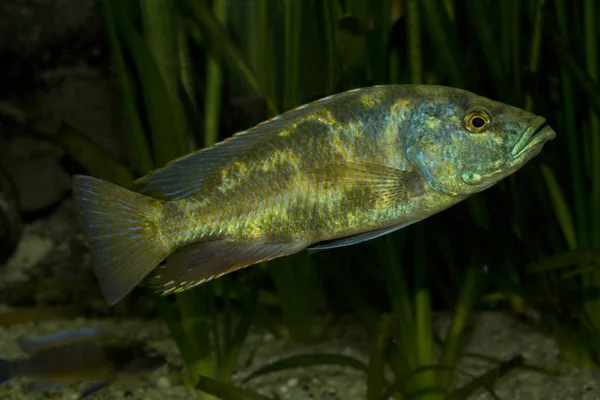 Leopar Çiklit (Nimbochromis polystigma). — Stok fotoğraf