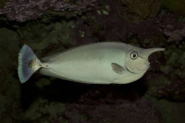 Unicornfish (Naso brevirostris).