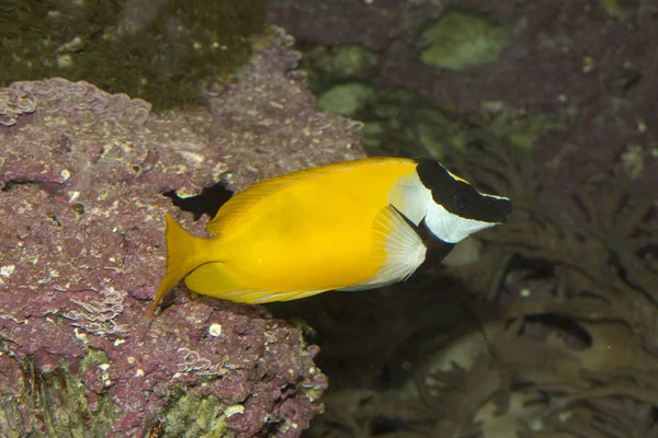 Peixe-raposa (Siganus vulpinus ). — Fotografia de Stock