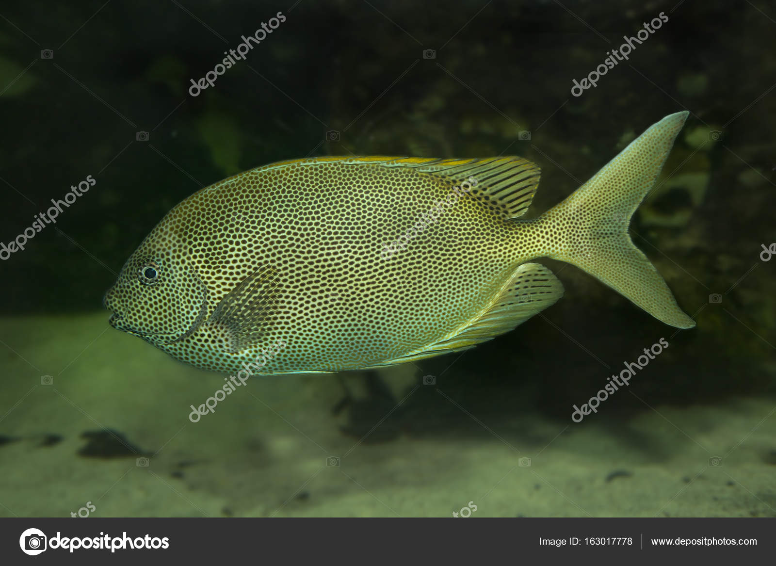 Brown Spotted Spinefoot Siganus Stellatus Stock Photo depositphotos