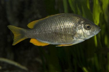 Copadichromis borleyi Kadango (Kadango kırmızı Fin, Haplochromis borleyi redfin, Haplochromis goldfin).
