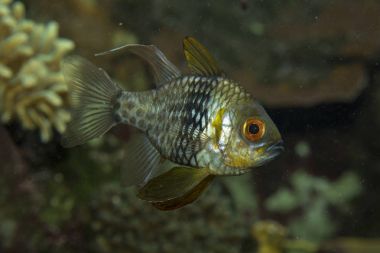 Sphaeramia nematoptera (pijama Kardinaller, benekli Kardinaller, mercan Kardinaller veya polkadot Kardinaller). 