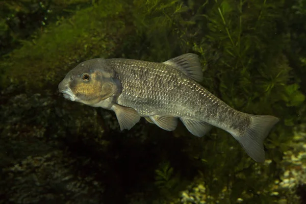 Merkezi stoneroller (Campostoma anomalum). — Stok fotoğraf