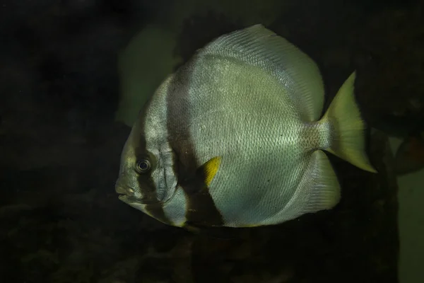 Округлі Batfish (Platax orbicularis). — стокове фото