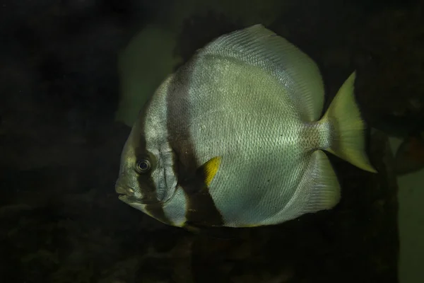 Pez Batalla Orbicular (Platax orbicularis ). — Foto de Stock