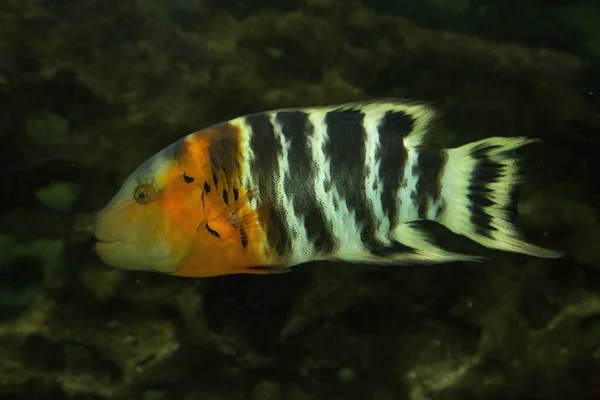 Arlekin tuskfish (Choerodon fasciatus). — Zdjęcie stockowe