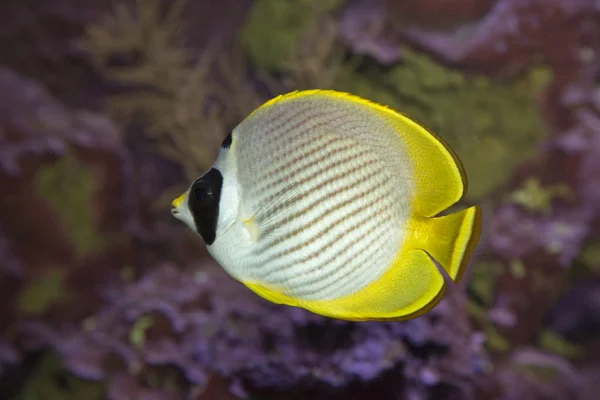 Istruzione Eye-patch Pesce farfalla (Chaetodon adiergastos ). — Foto Stock