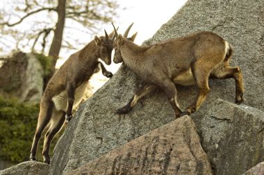 Steinbock. Alp dağ keçisi (Capra dağ keçisi)). 
