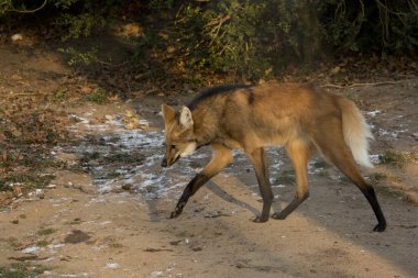 Yeleli kurt (chrysocyon brachyura).
