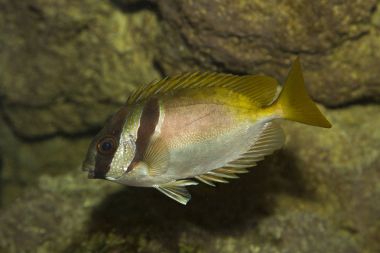 Barhead spinefoot (Siganus virgatus).