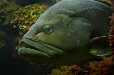 Gölgeli orfoz (Epinephelus marginatus ).