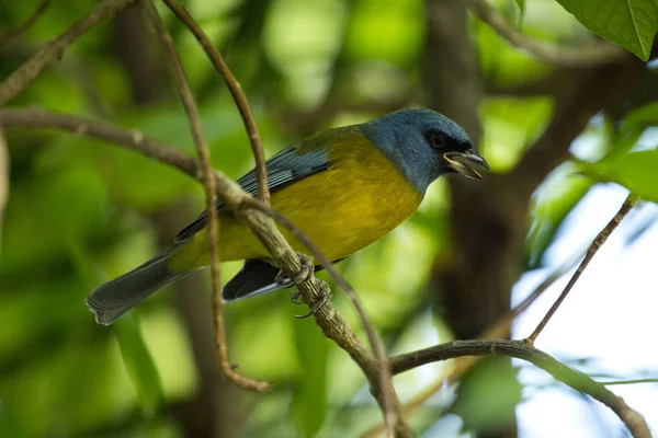 Tanager azul e amarelo (Pipraeidea bonariensis ). — Fotografia de Stock