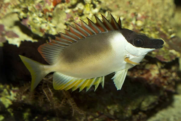 Prachtige Rabbitfish (Siganus magnificus). — Stockfoto