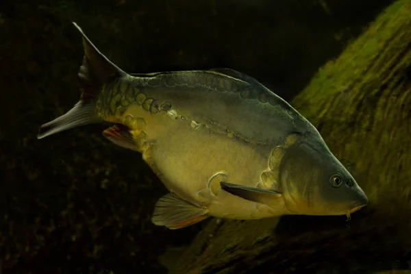 Carpa comum ou carpa europeia (Cyprinus carpio ). — Fotografia de Stock