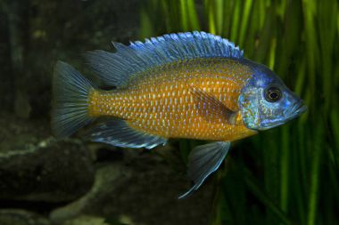 Copadichromis borleyi Kadango (Kadango kırmızı Fin, Haplochromis borleyi redfin, Haplochromis goldfin).