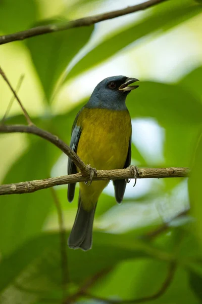 Tanager azul e amarelo (Pipraeidea bonariensis ). — Fotografia de Stock