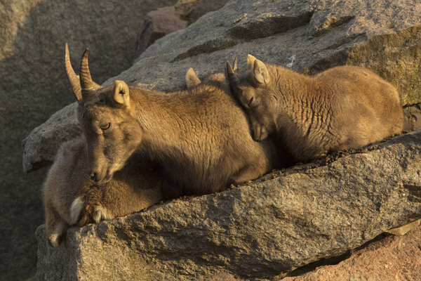 Стейнбок. Фелин Ибекс (Capra ibex)). 