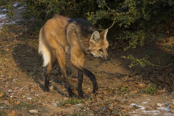 Sörényes farkas (chrysocyon-brachyurus). — Stock Fotó