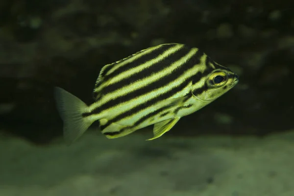 Stripey (Microcanthus-strigatus). — Stock Fotó